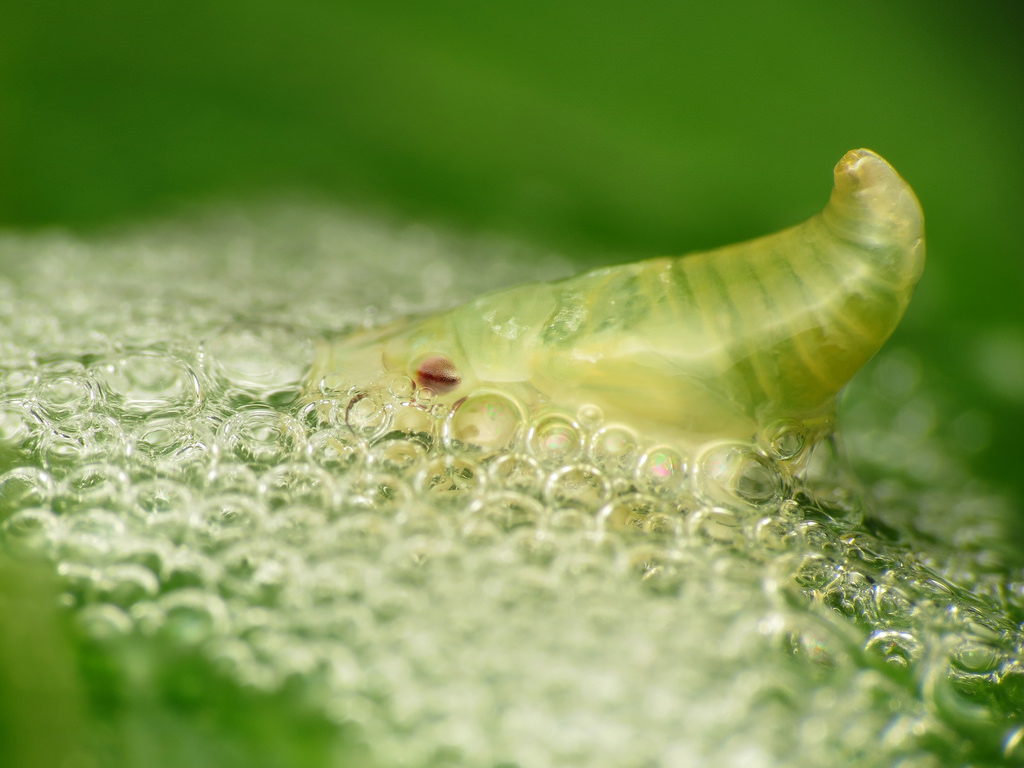 Philip Matthews / Spittlebug Suds