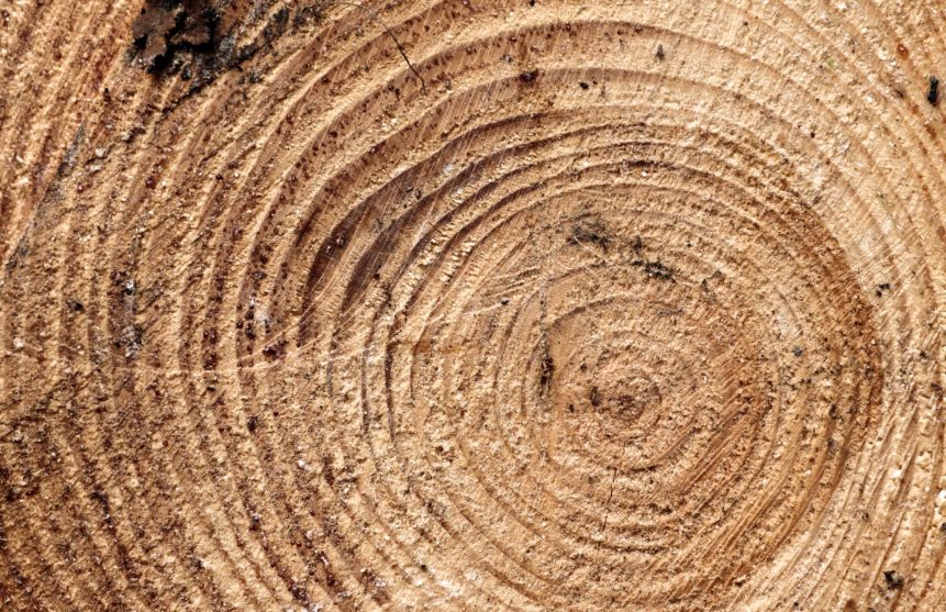 Roland Ennos – Wonders of Wood