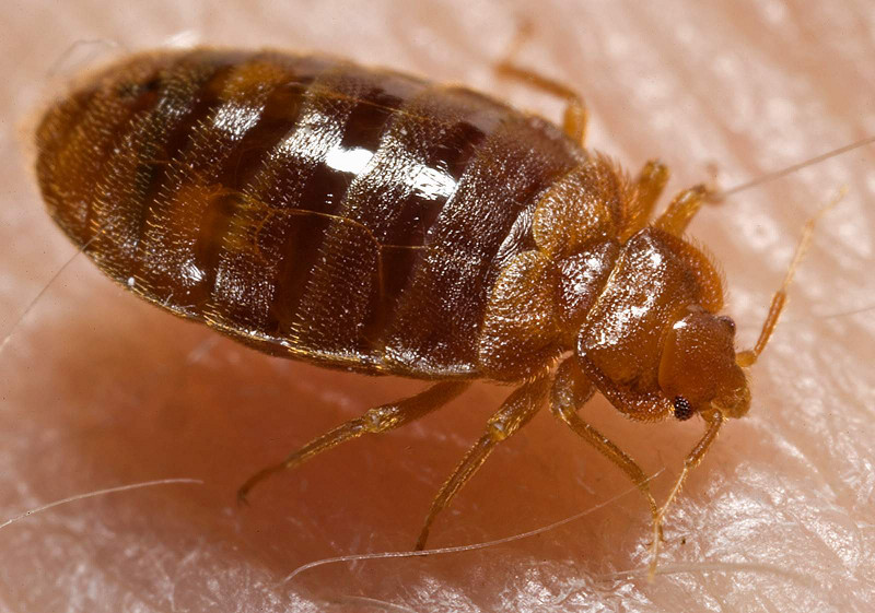 Joshua Benoit / Bed Bugs