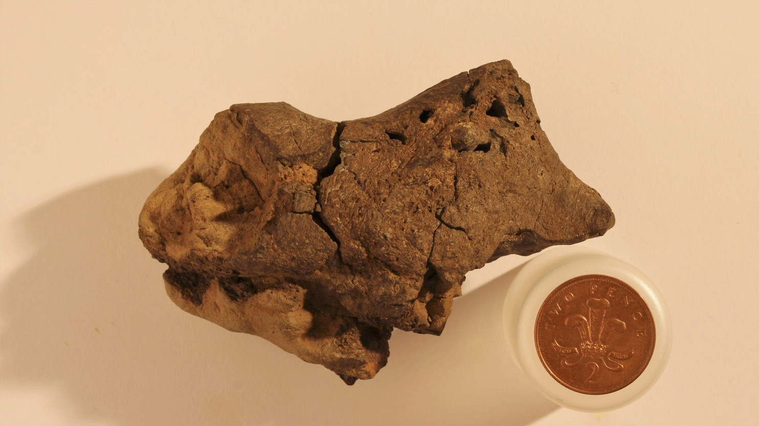 Alex Liu / Dinosaur Brain