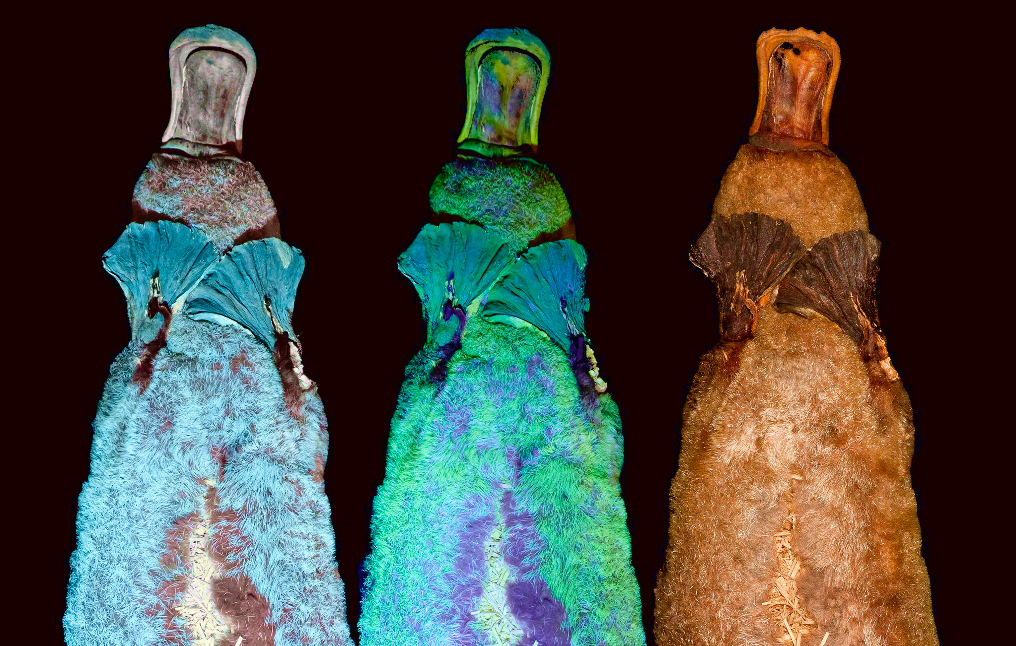The Glowing Platypus