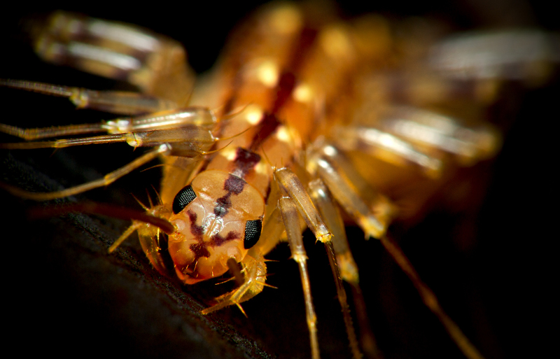 Matt Bertone / Domestic Minifauna