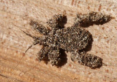 Michael Engel / Insect Camouflage