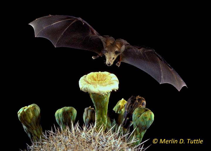 Merlin Tuttle / Bats