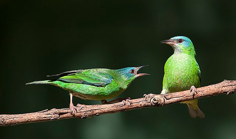 For the Birds