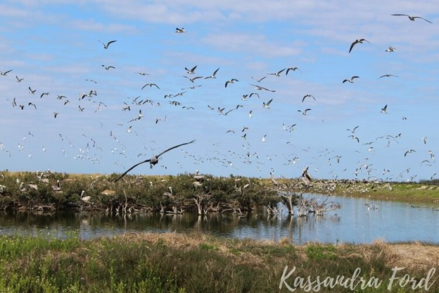 Scott Weidensaul / Epic Migration