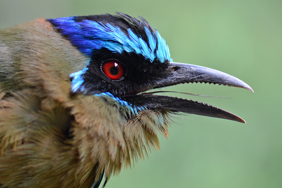 Michelle Nijhuis / Conservation Efforts
