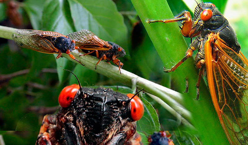 Cicadas and Zombie Seeds