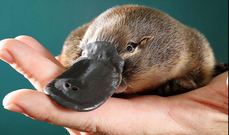 Platypus Crazy