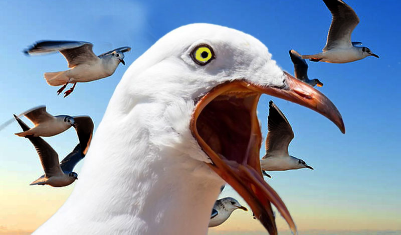 Animals Being Jerks