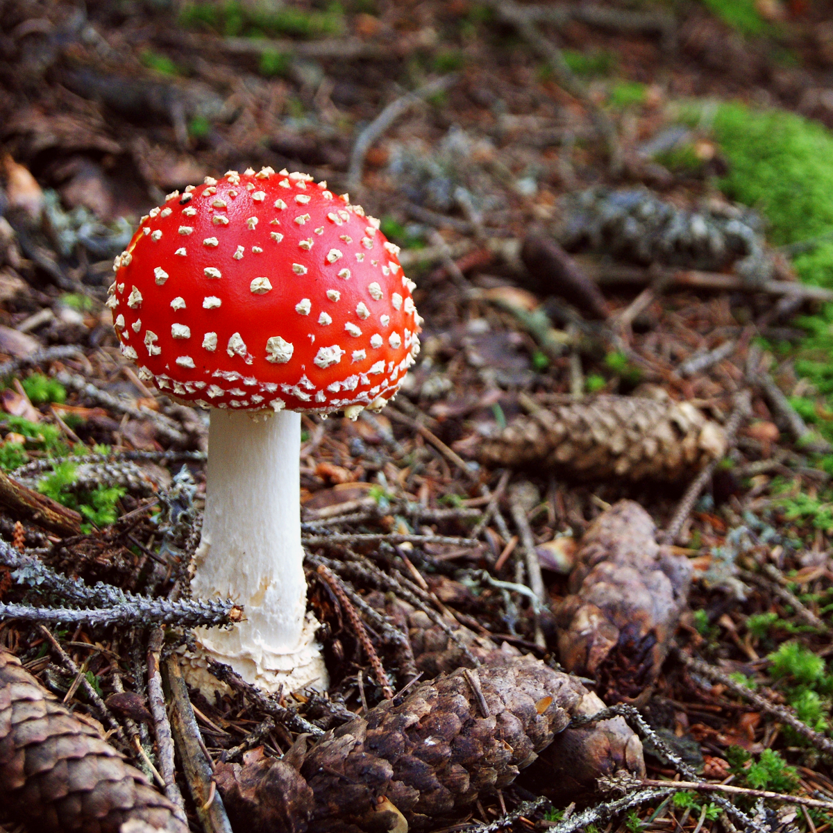 Mycology Education