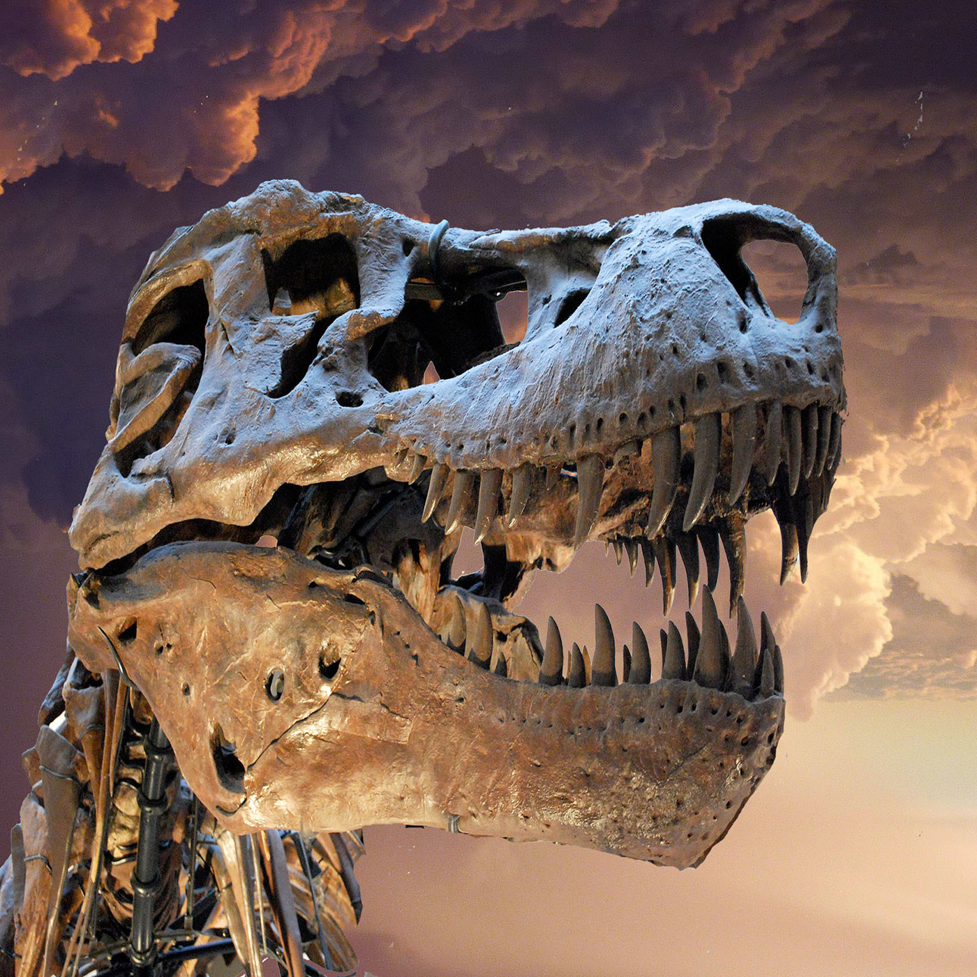 The T-Rex Files