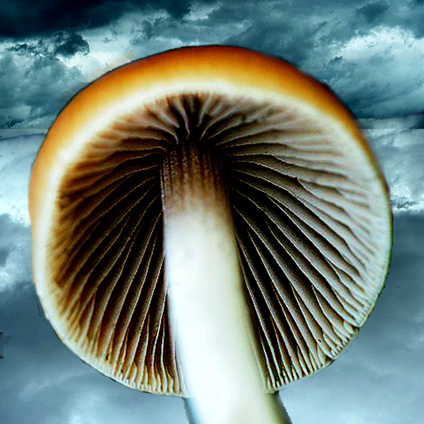 Fungi Fear