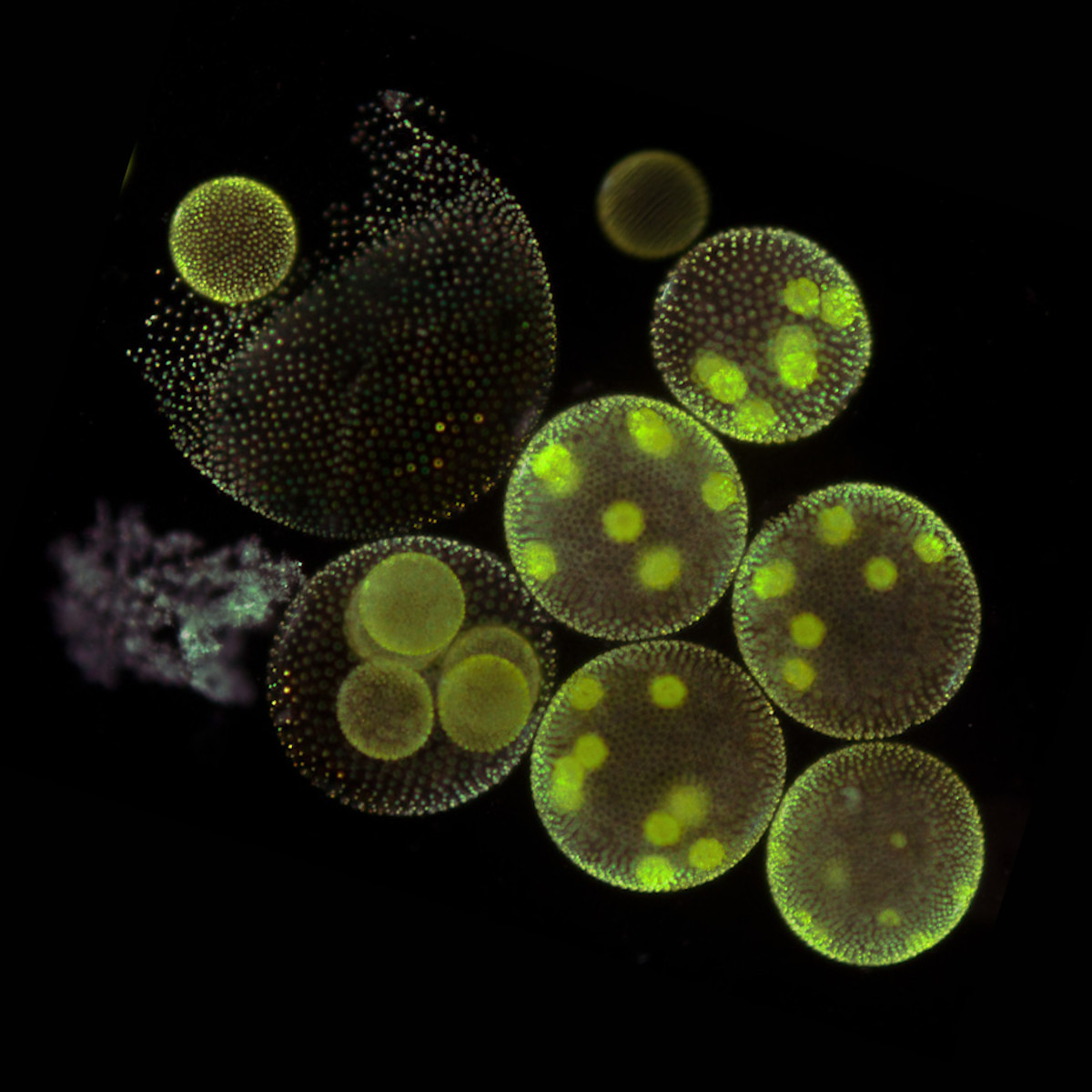 Going Multicellular