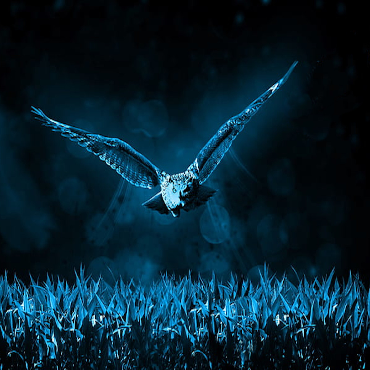 Night Flight