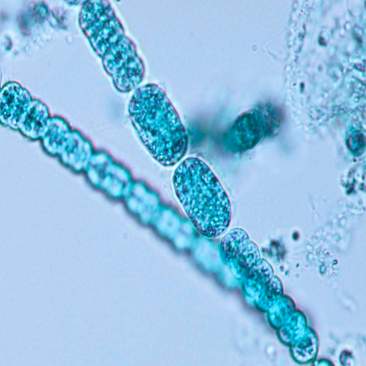 The Ocean’s Genome