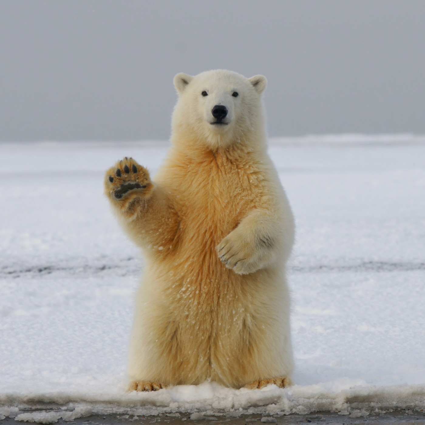 Amazing Arctic