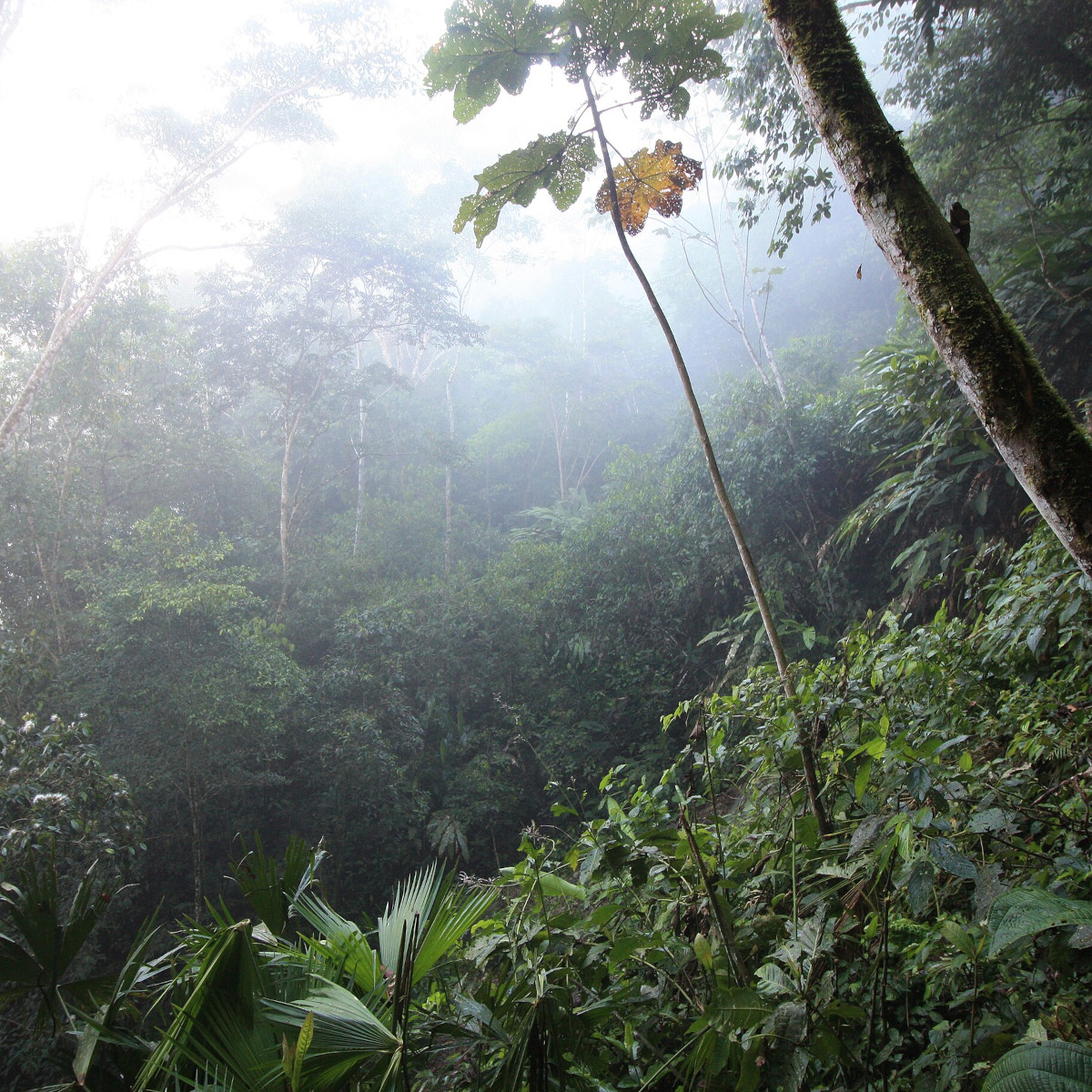 Amazing Amazonia